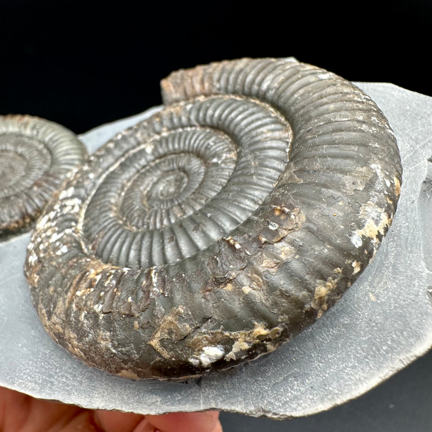 Dactylioceras Multi ammonite fossil with box and stand - Whitby, North Yorkshire Jurassic Coast, Yorkshire Fossils