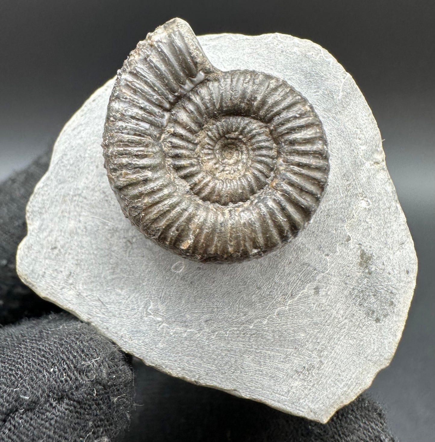Porpoceras vortex ammonite fossil with box and stand - Whitby, North Yorkshire Jurassic Coast, Yorkshire fossils