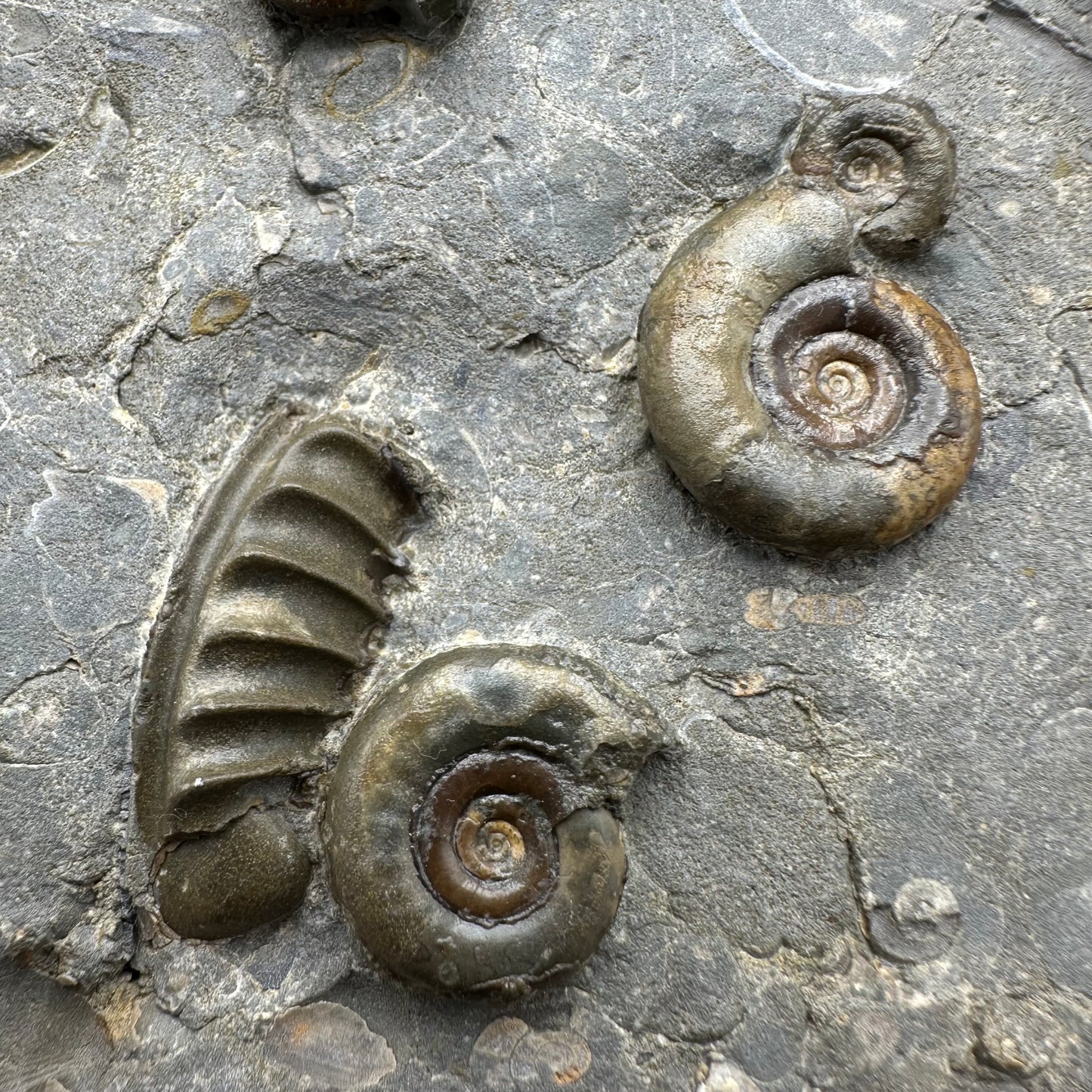 Arnioceras ammonite shell fossil with stand - Whitby, North Yorkshire Jurassic Coast Yorkshire Fossils