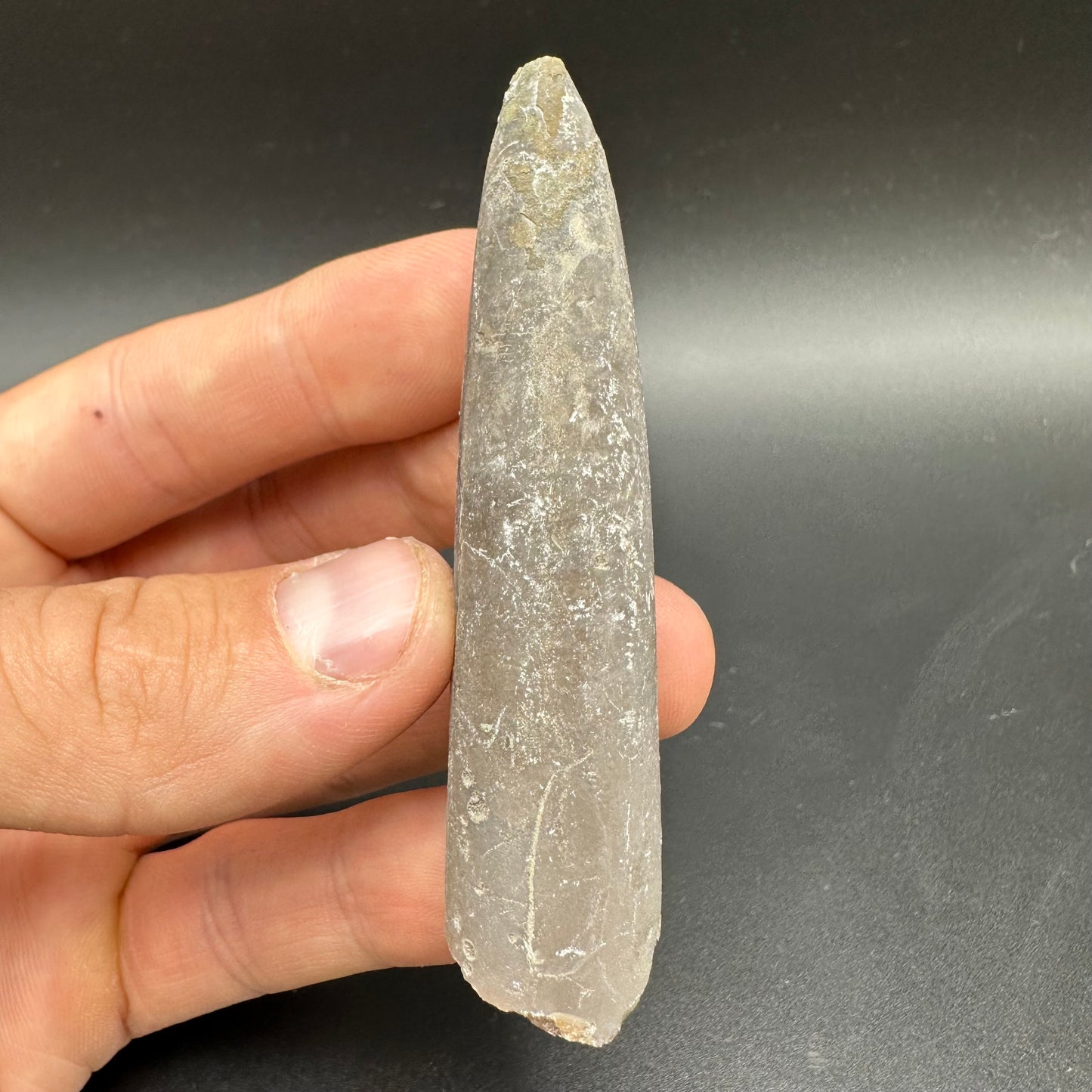 Belemnite (Fossil Squid) shell fossil - Whitby, North Yorkshire Jurassic Coast Yorkshire Fossils