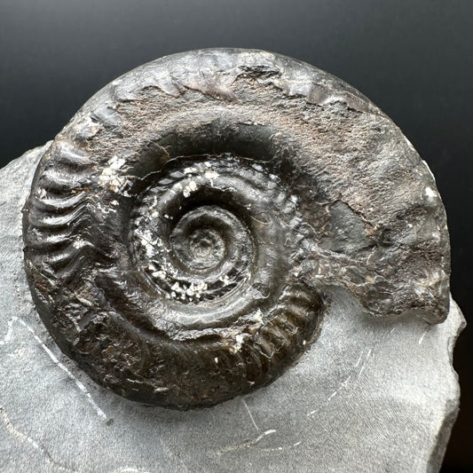 Hildoceras Bifrons Ammonite fossil with stand - Whitby, North Yorkshire Jurassic Coast, Yorkshire Fossils from the Jurassic Coast