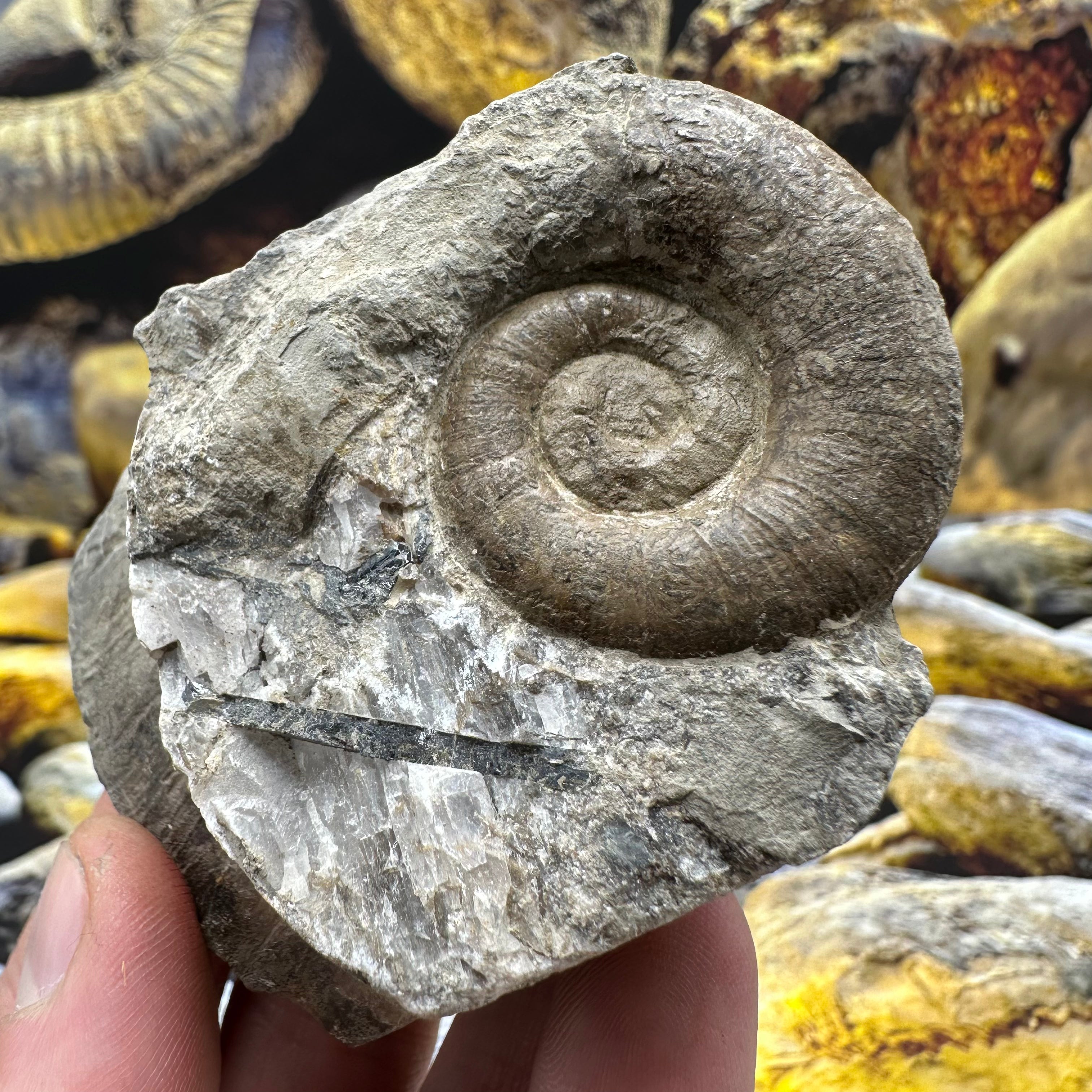 Lytoceras Ammonite Fossil - Whitby, North Yorkshire – Yorkshire.Fossils