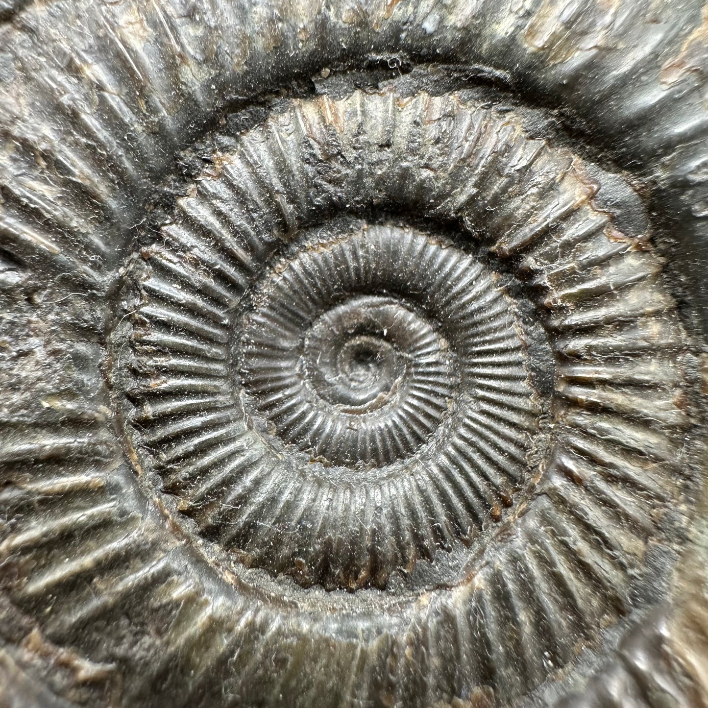 Dactylioceras Ammonite Fossil With Box And Stand - Whitby, North Yorkshire Jurassic Coast Yorkshire Fossils