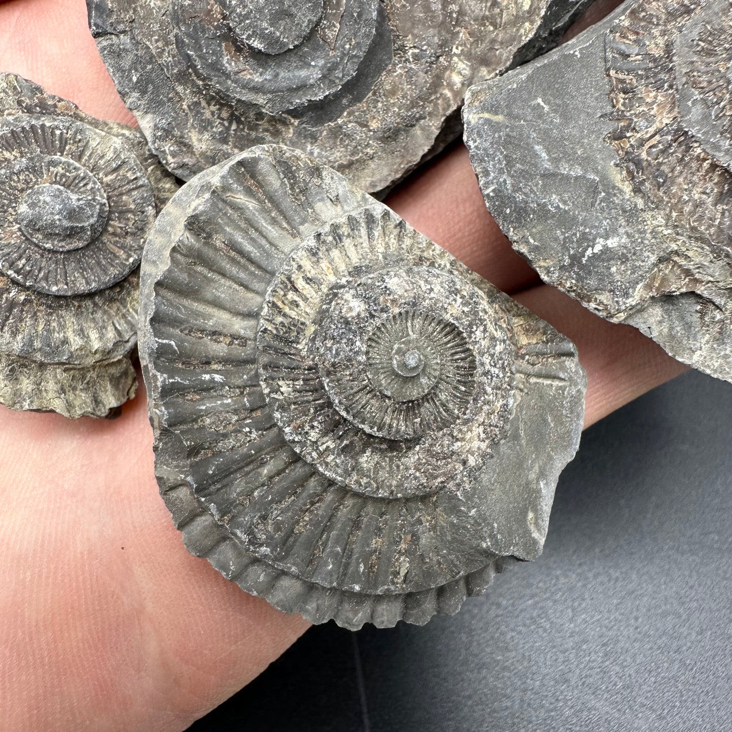 Dactylioceras imprint (negative) bundle ammonite shell fossil with box - Whitby, North Yorkshire, Yorkshire Fossils