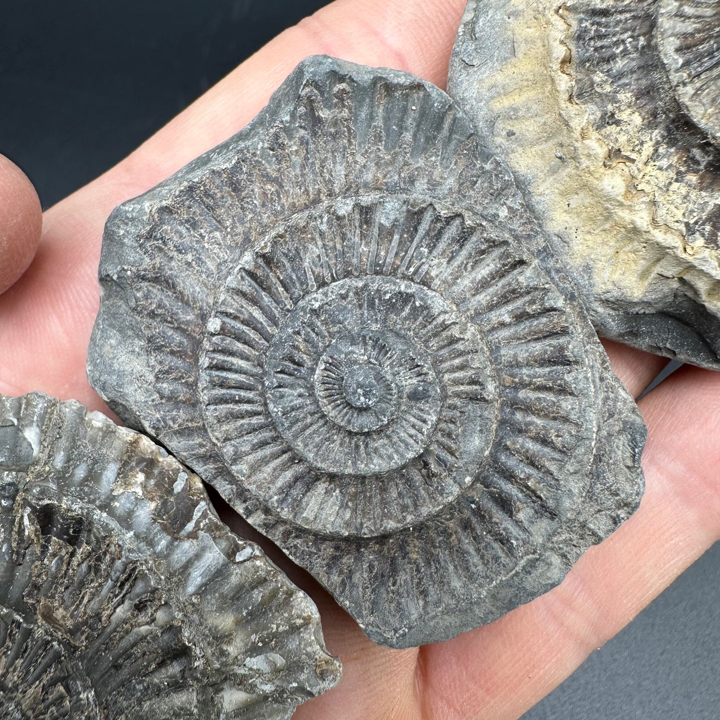 Dactylioceras imprint (negative) bundle ammonite shell fossil with box - Whitby, North Yorkshire, Yorkshire Fossils