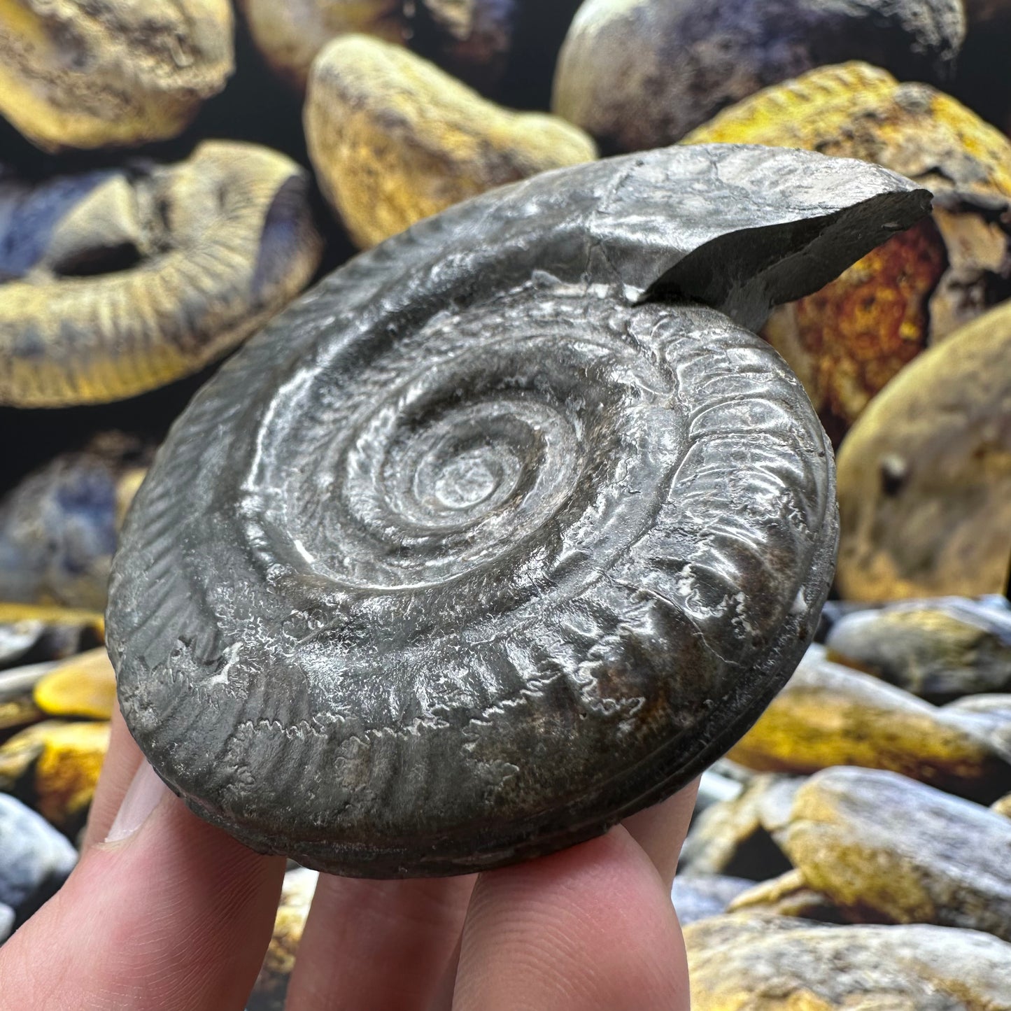 Hildoceras lusitanicum ammonite fossil - Whitby, North Yorkshire Jurassic Coast, Yorkshire Fossils