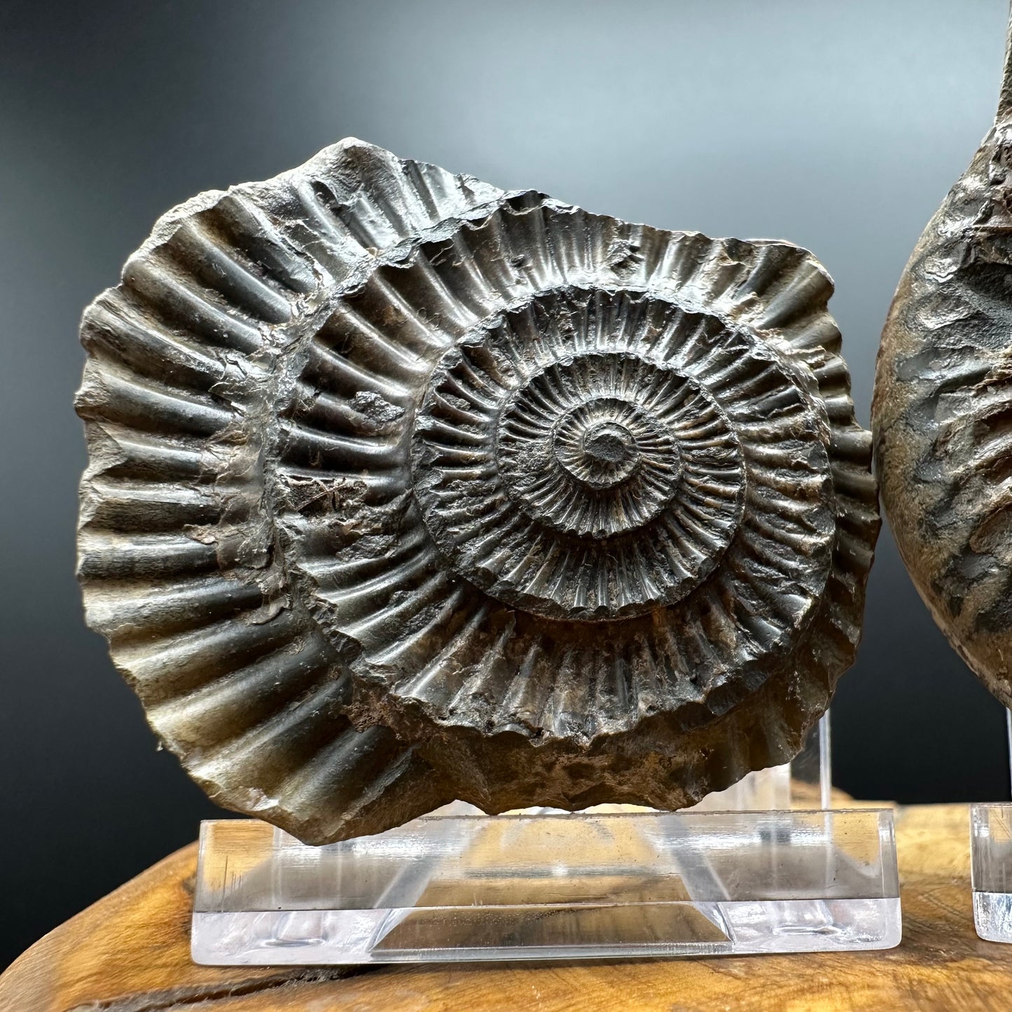 Dactylioceras Ammonite nodule (split pair) Fossil With Box And Stand - Whitby, North Yorkshire Jurassic Coast Yorkshire Fossils