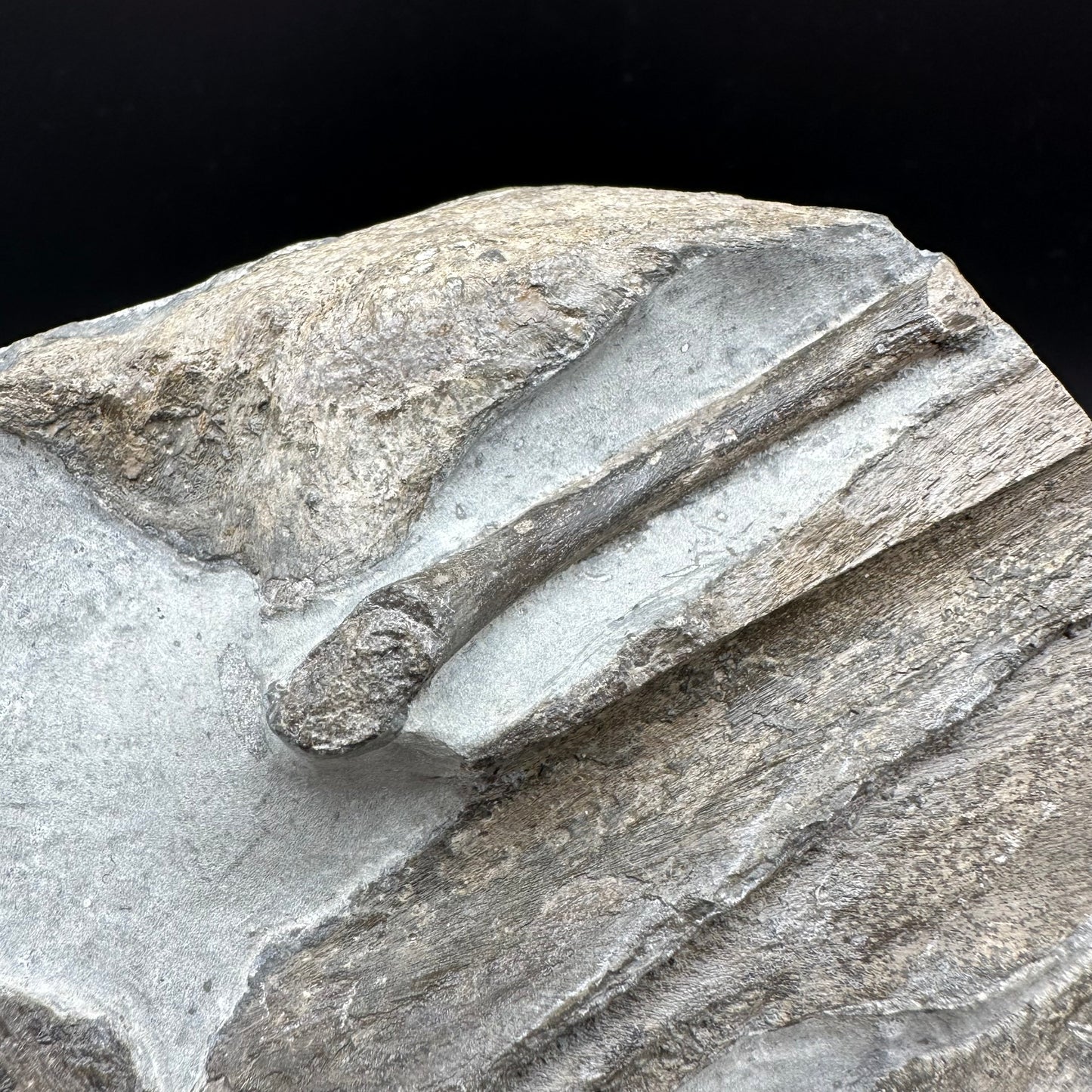 Gyrosteus Fish Bone fossil - Whitby, North Yorkshire, Jurassic Coast, Yorkshire Fossils