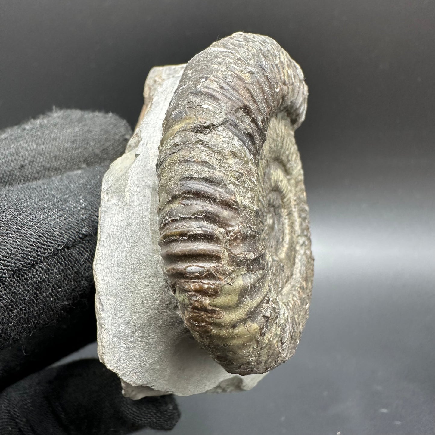 Dactylioceras Ammonite Fossil With Box And Stand - Whitby, North Yorkshire Jurassic Coast Yorkshire Fossils