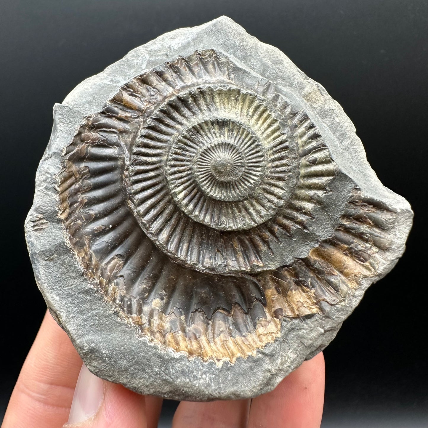 Golden Dactylioceras Ammonite nodule (split pair) Fossil With Box And Stand - Whitby, North Yorkshire Jurassic Coast Yorkshire Fossils