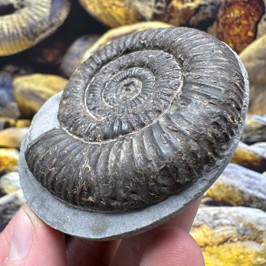 Dactylioceras ammonite fossil - Whitby, North Yorkshire Jurassic Coast
