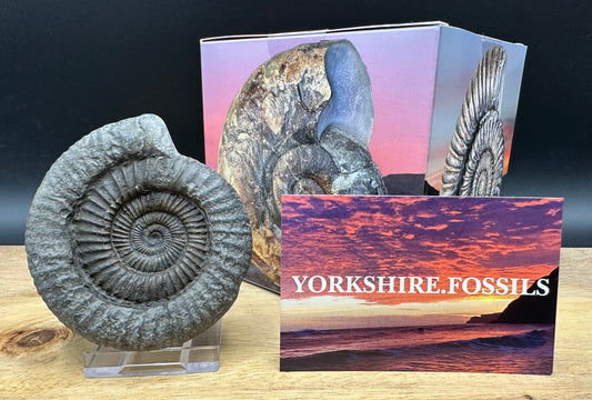 Dactylioceras Ammonite Fossil With box and Stand - Whitby, North Yorkshire Jurassic Coast Yorkshire Fossils