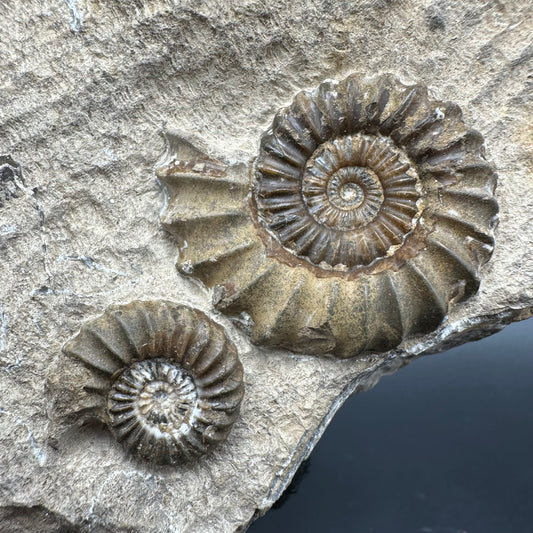 Androgynoceras capricornus Ammonite fossil with stand - Whitby, North Yorkshire Jurassic Coast Yorkshire Fossils