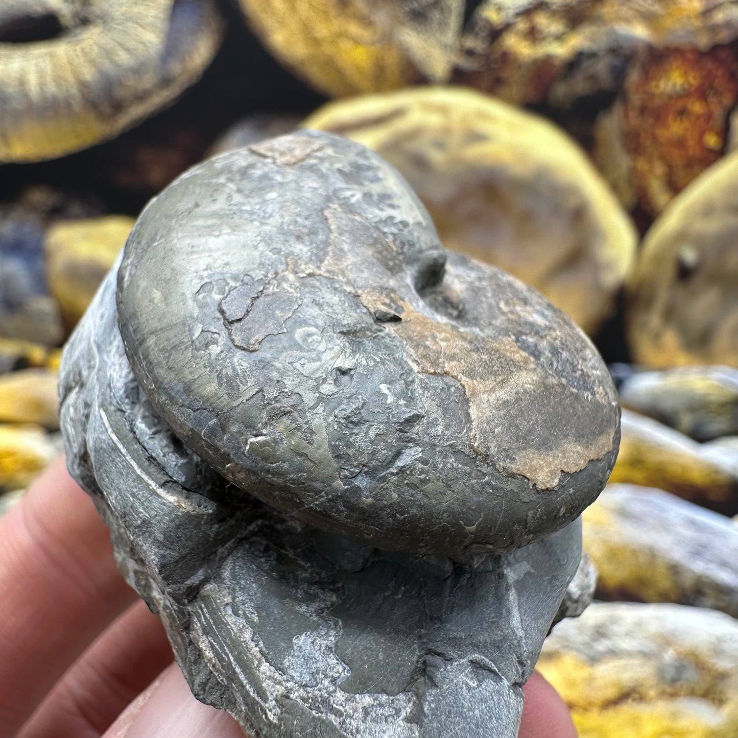 Phylloceras ammonite fossil - Whitby, North Yorkshire Jurassic Coast, Yorkshire fossils