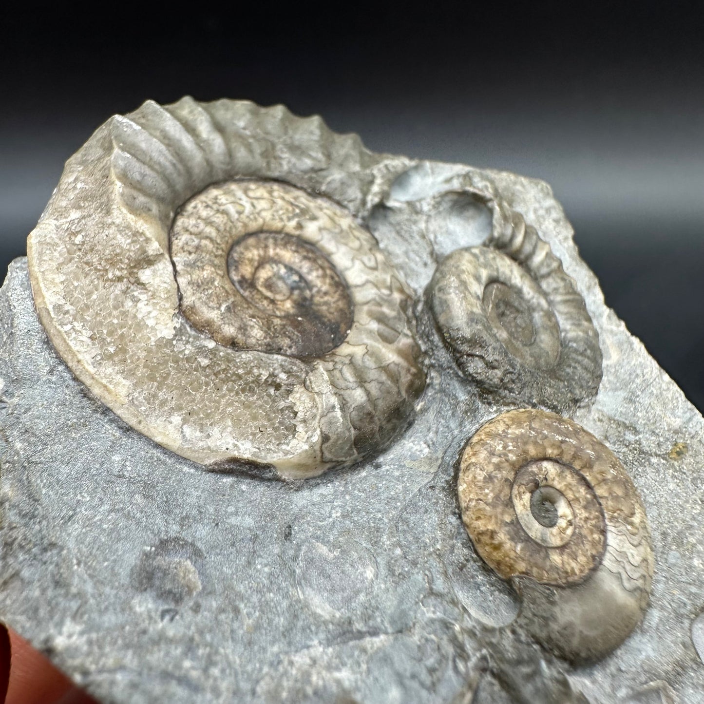 Arnioceras ammonite shell fossil with box and stand - Whitby, North Yorkshire Jurassic Coast Yorkshire Fossils