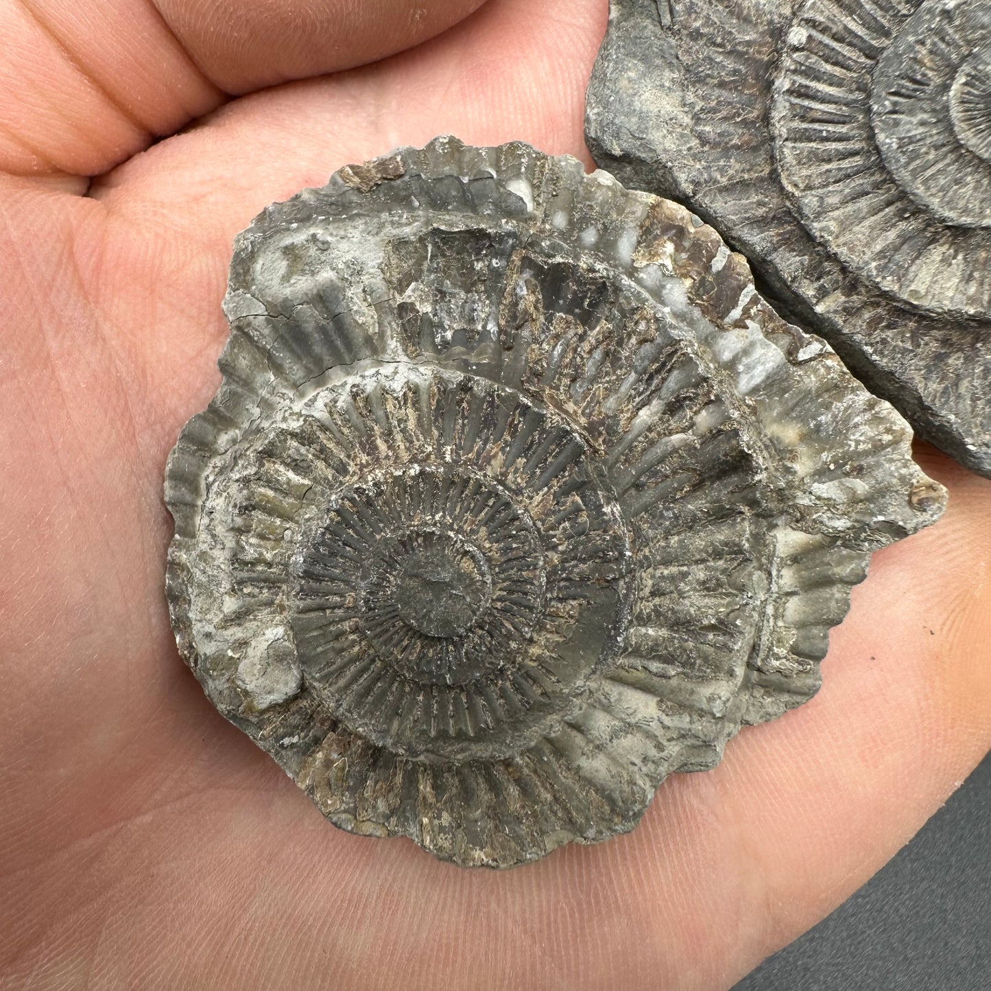 Dactylioceras imprint (negative) bundle ammonite shell fossil with box - Whitby, North Yorkshire, Yorkshire Fossils