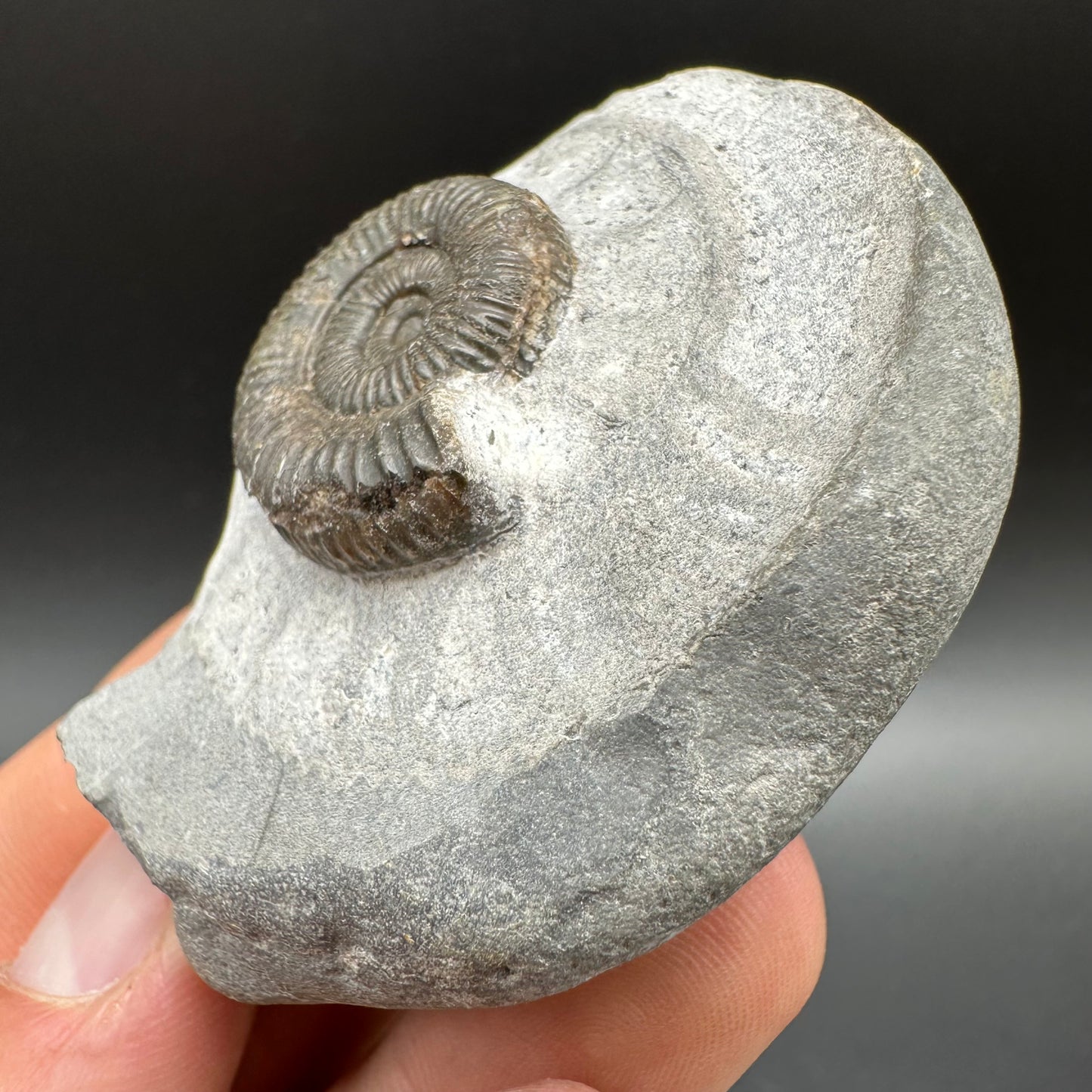 Dactylioceras Ammonite Fossil With Box And Stand - Whitby, North Yorkshire Jurassic Coast Yorkshire Fossils