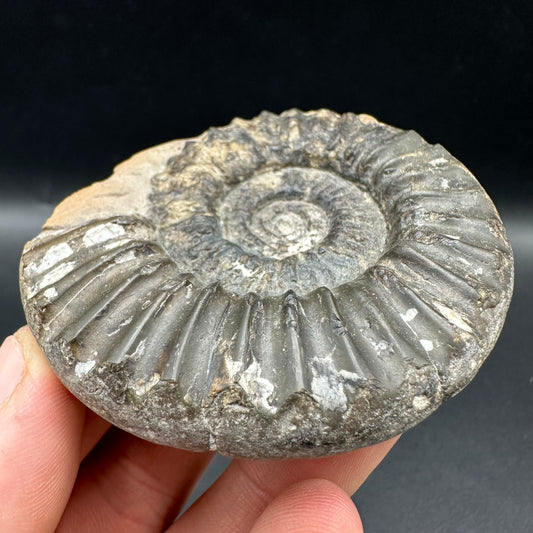 Pleuroceras paucicostatum Ammonite fossil with box and stand - Whitby, North Yorkshire Jurassic Coast Yorkshire Fossils
