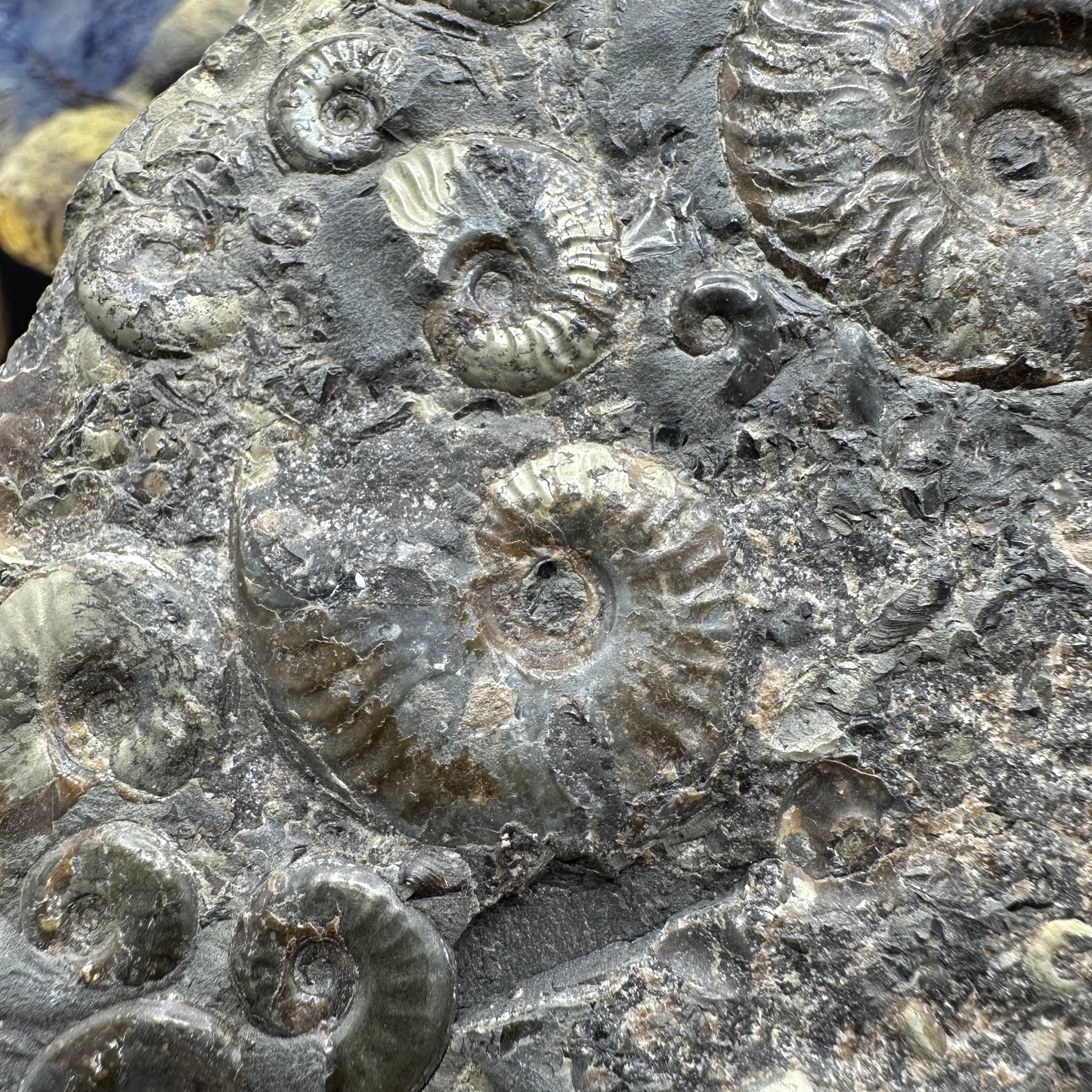 Eleganticeras Elegantulum ammonite fossil - Whitby, North Yorkshire Jurassic Coast Yorkshire Fossils