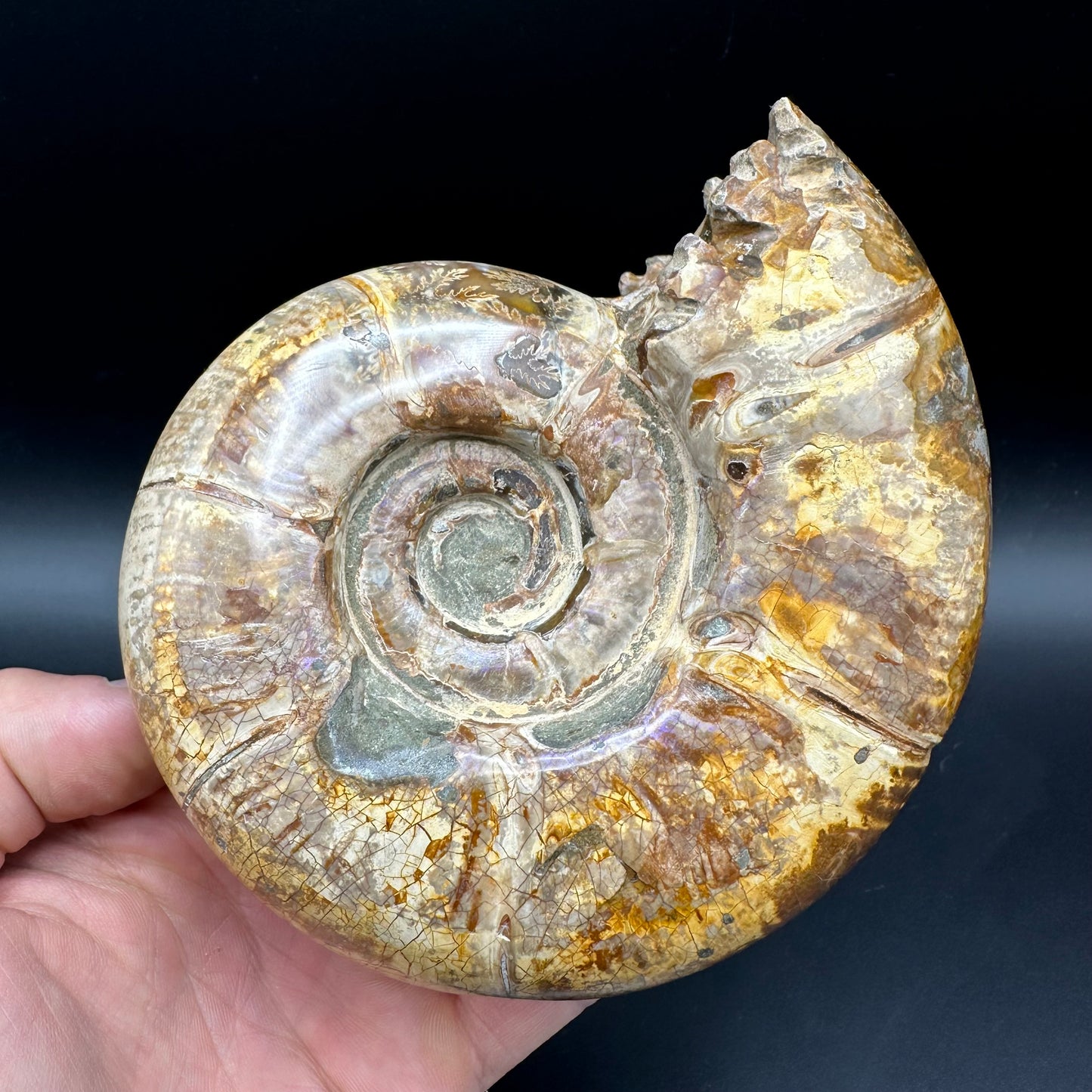 Puzosia Ammonite Fossil With Stand - Cretaceous Ammonite Madagascar