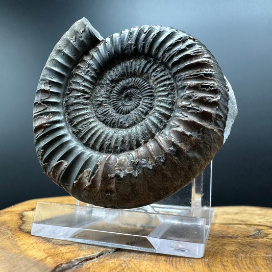 Dactylioceras Ammonite Fossil With box and Stand - Whitby, North Yorkshire Jurassic Coast Yorkshire Fossils