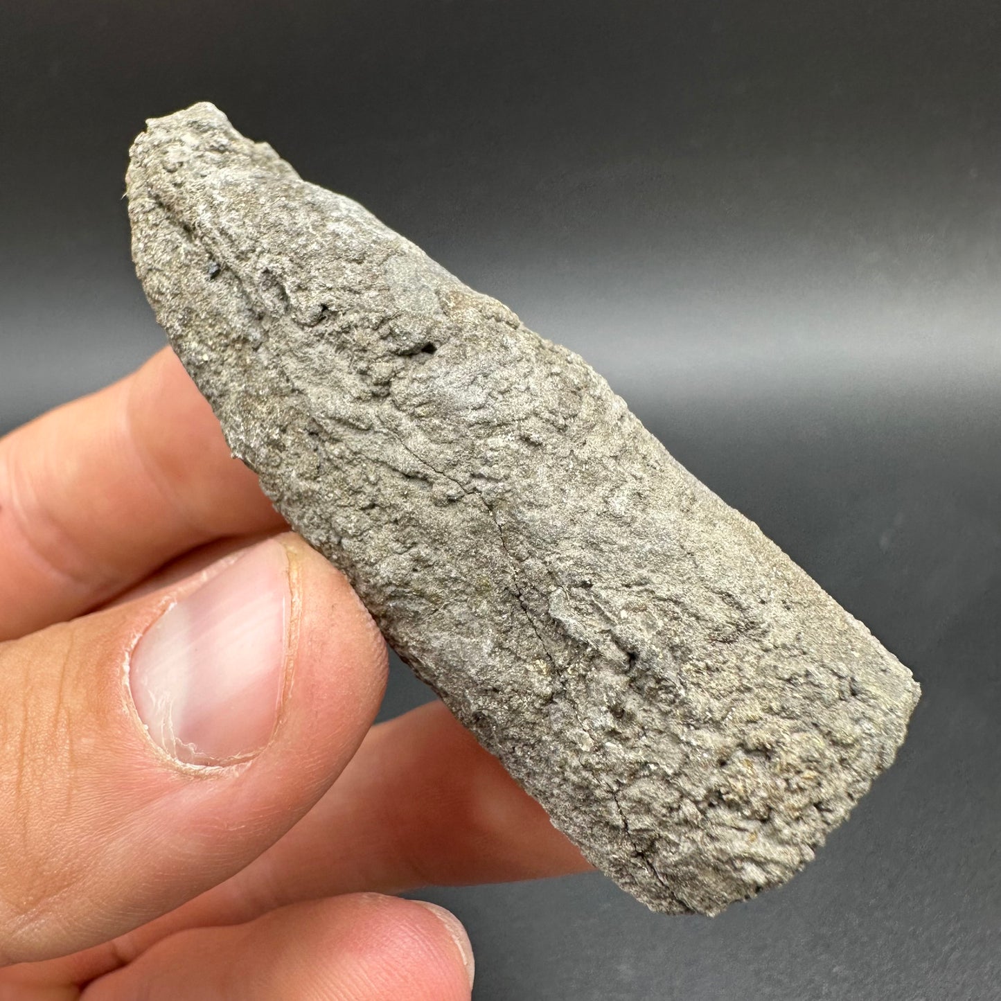 Belemnite (Fossil Squid) shell fossil - Whitby, North Yorkshire Jurassic Coast Yorkshire Fossils
