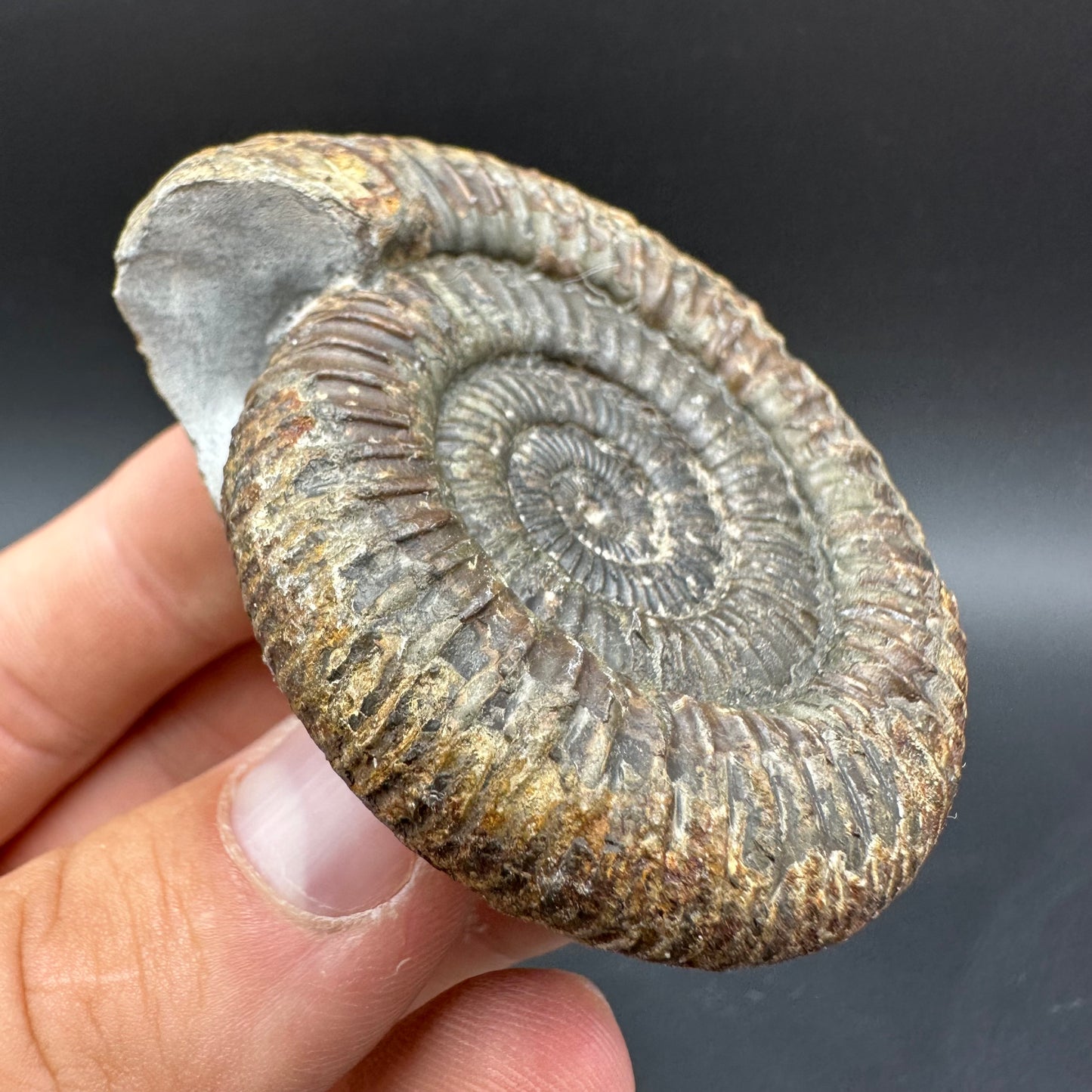 Dactylioceras Ammonite Fossil With Box And Stand - Whitby, North Yorkshire Jurassic Coast Yorkshire Fossils