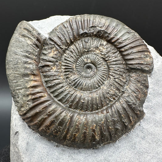 Dactylioceras Ammonite Fossil With Box And Stand - Whitby, North Yorkshire Jurassic Coast Yorkshire Fossils