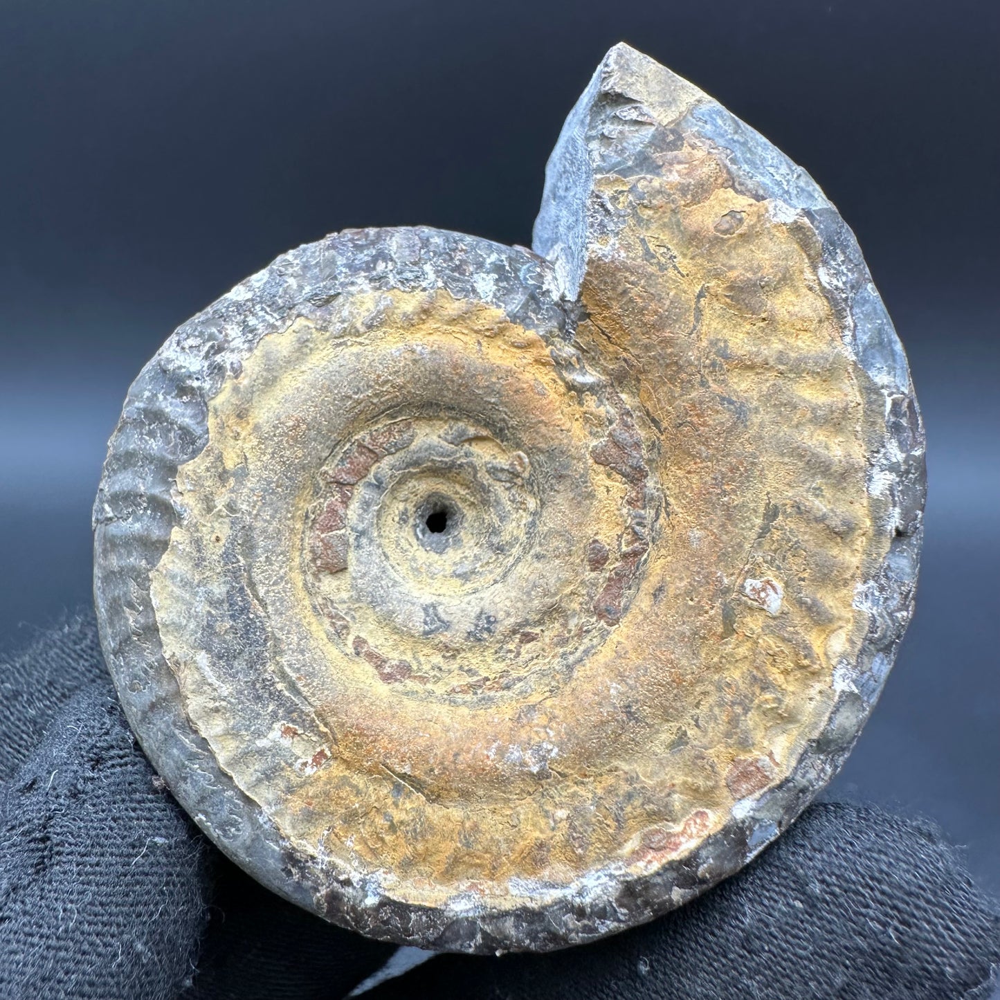 Hildoceras Bifrons Ammonite fossil with box and stand - Whitby, North Yorkshire Jurassic Coast, Yorkshire Fossils from the Jurassic Coast