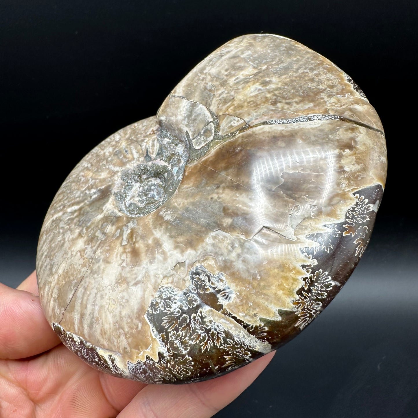 Cleoniceras Ammonite Fossil With Box And Stand - Cretaceous Ammonite Madagascar