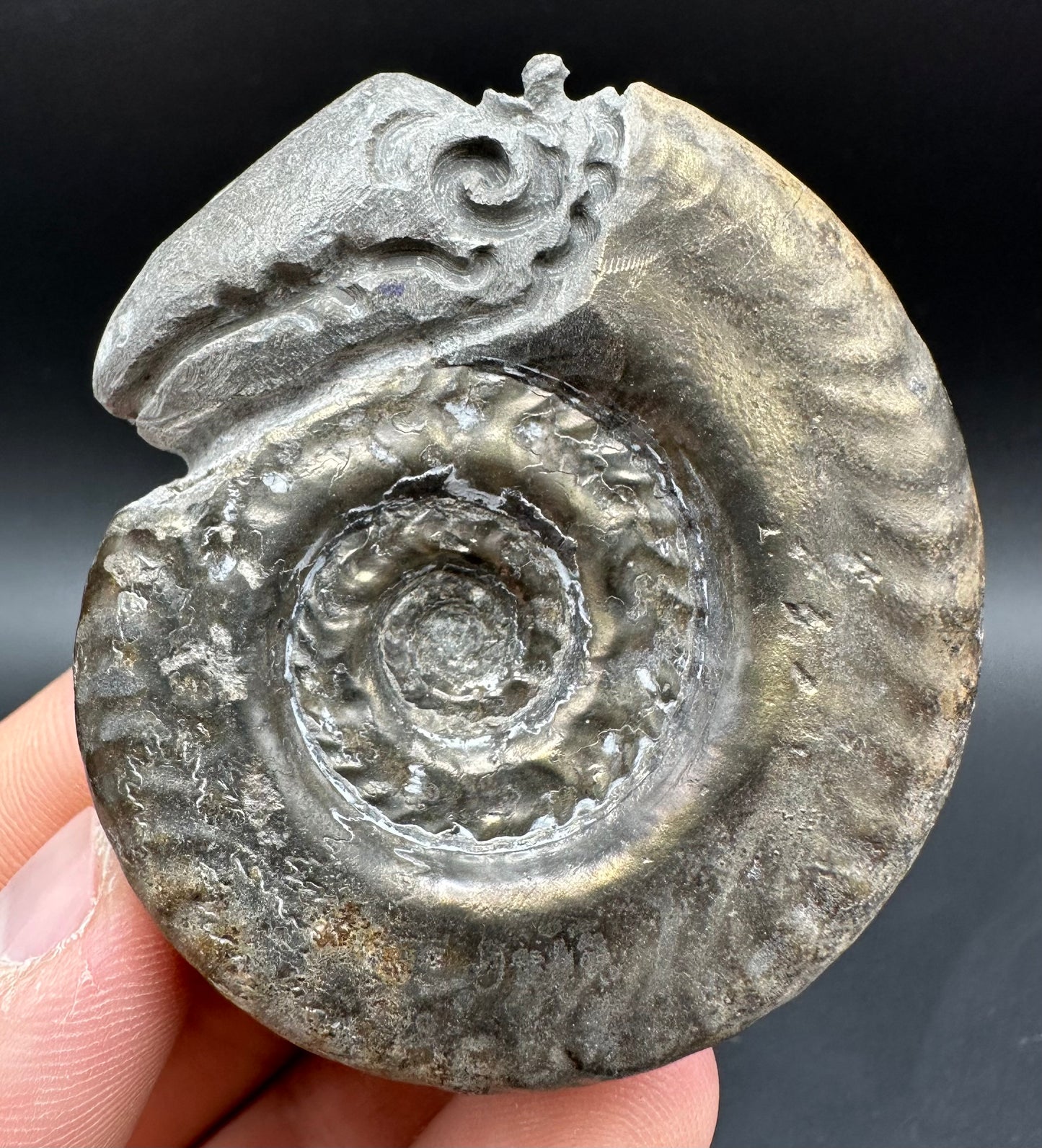 Snakestone Ammonite Fossil With Bag/Box And Stand - Whitby, North Yorkshire Jurassic Coast Yorkshire Fossils