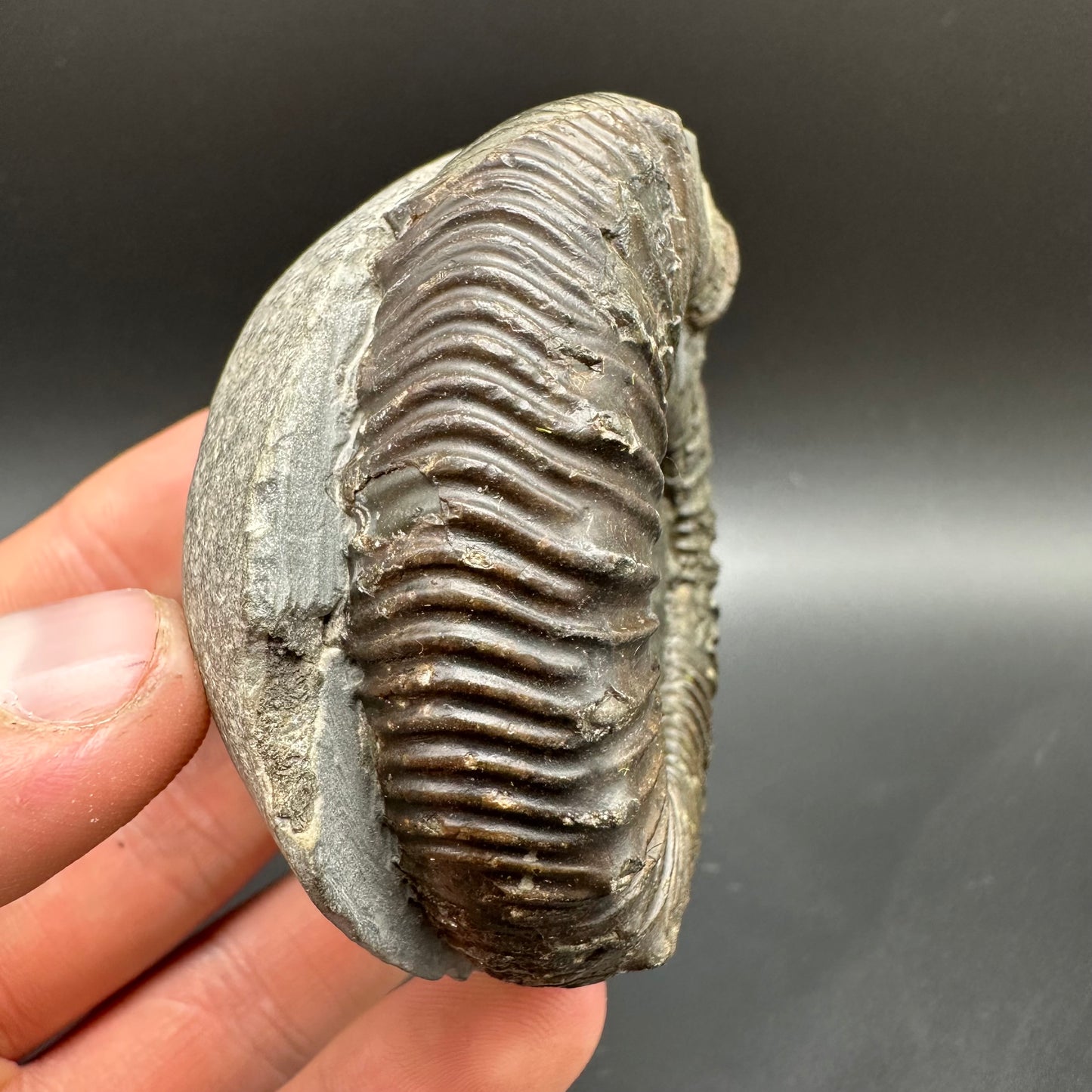 Peronoceras fibulatum Ammonite fossil with box and stand - Whitby, North Yorkshire Jurassic Coast Yorkshire Fossils