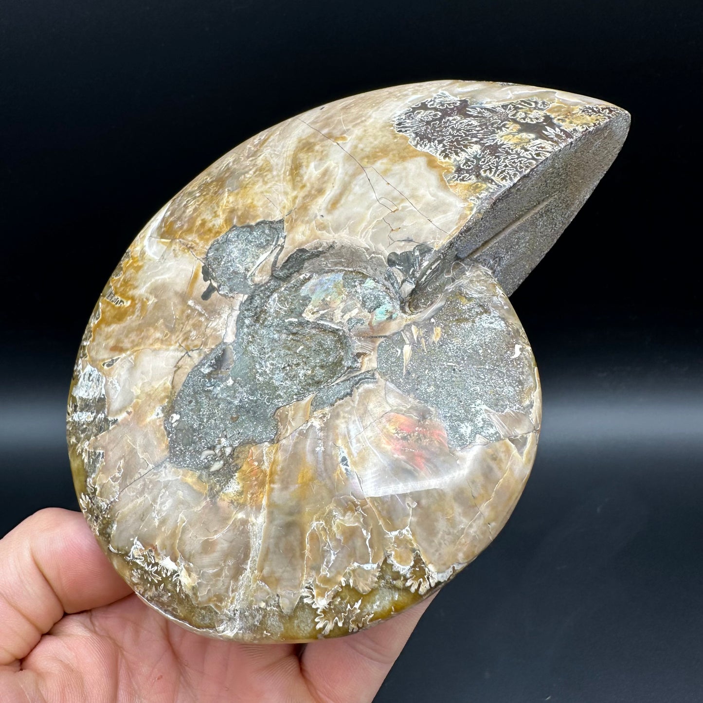 Cleoniceras Ammonite Fossil With Stand - Cretaceous Ammonite Madagascar
