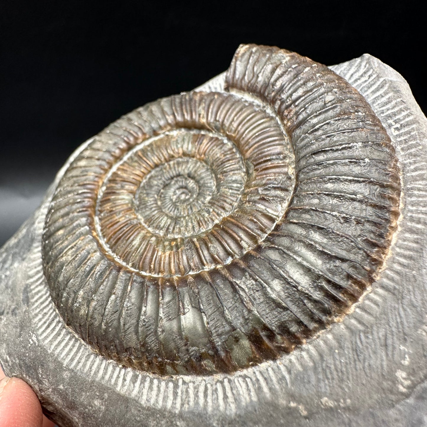 Dactylioceras Ammonite Fossil With Box And Stand - Whitby, North Yorkshire Jurassic Coast Yorkshire Fossils