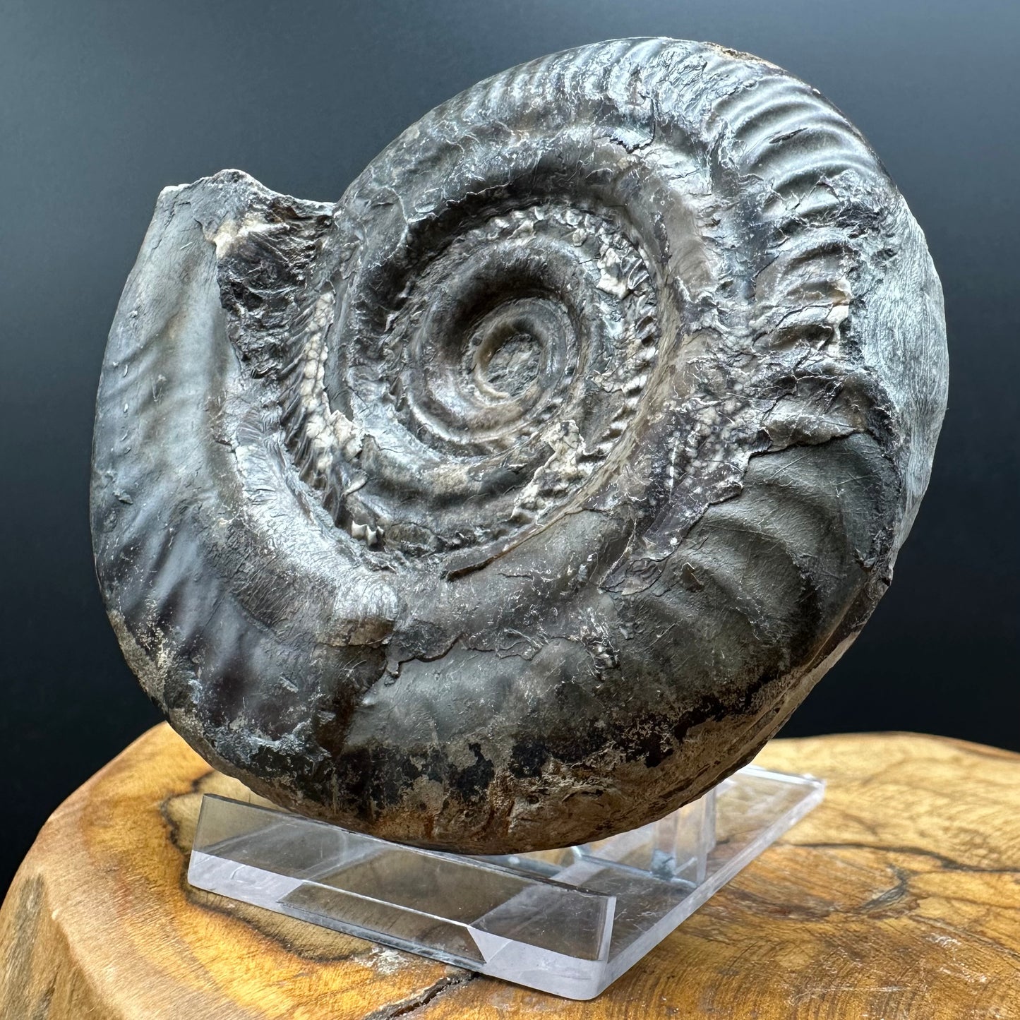 Hildoceras Bifrons Ammonite fossil with box and stand - Whitby, North Yorkshire Jurassic Coast, Yorkshire Fossils from the Jurassic Coast