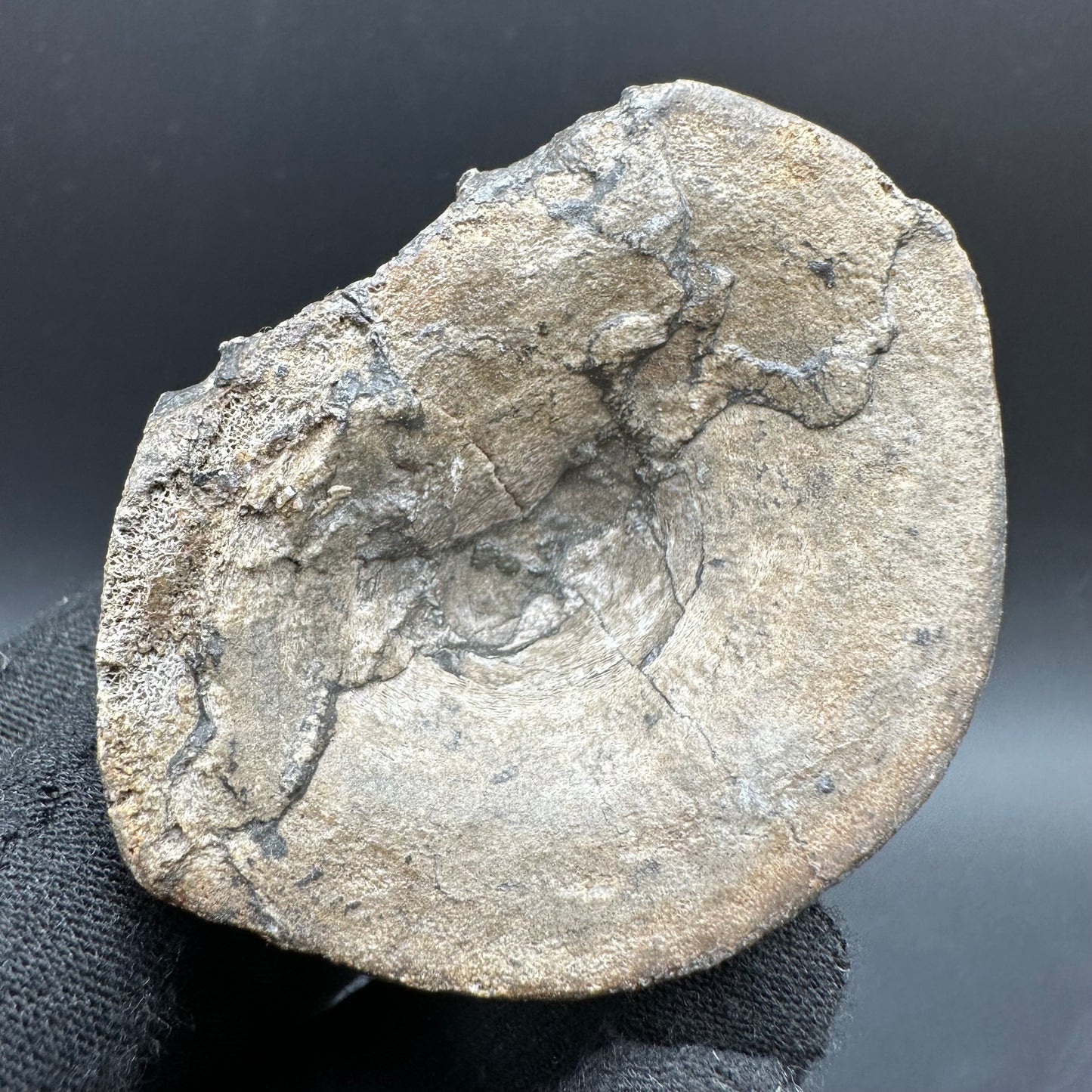 Ichthyosaur Vertebra fossil with box and stand - Whitby, North Yorkshire Jurassic Coast, Yorkshire fossils found on the Jurassic Coast