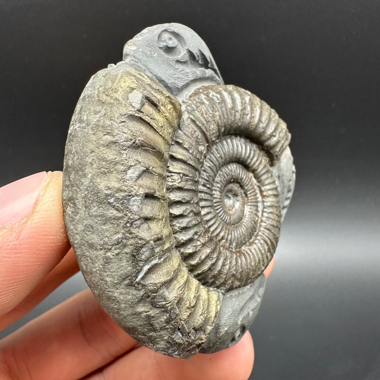Hydra Snakestone Ammonite Fossil With Bag/Box And Stand - Whitby, North Yorkshire Jurassic Coast Yorkshire Fossils