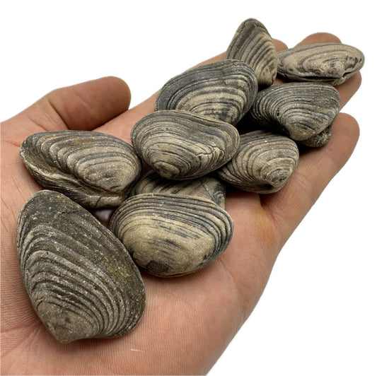 Cardinia Shell fossil - Whitby, North Yorkshire