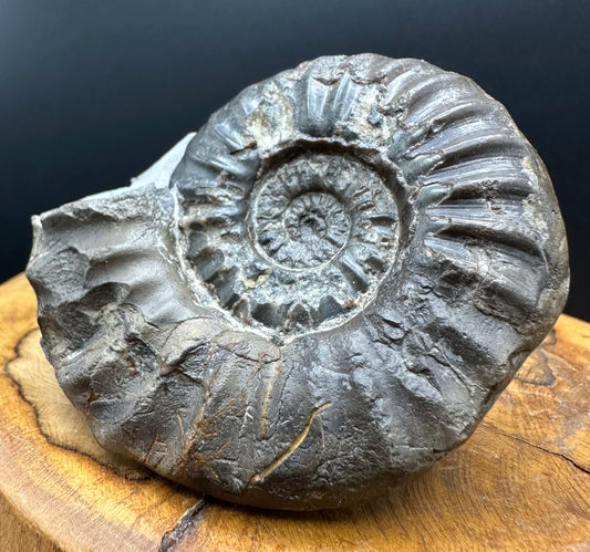 Aegasteroceras sagittarium ammonite fossil with box and stand - Whitby, North Yorkshire Jurassic Coast Yorkshire Fossils