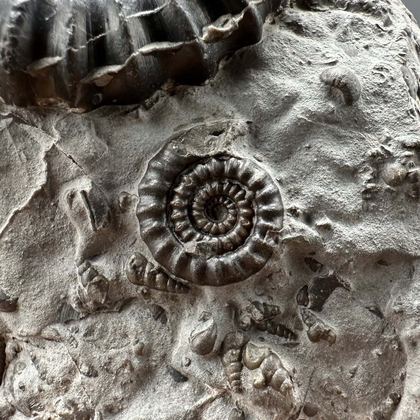 Gagaticeras Ammonite fossil with box and stand - Whitby, North Yorkshire Jurassic Coast Yorkshire Fossils