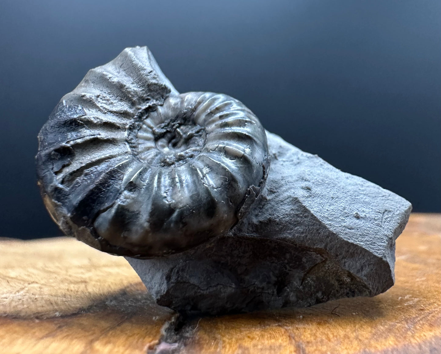 Aegasteroceras sagittarium ammonite fossil with box and stand - Whitby, North Yorkshire Jurassic Coast Yorkshire Fossils