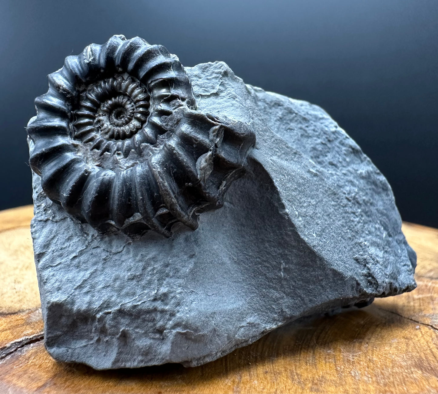 Gagaticeras Ammonite fossil with box and stand - Whitby, North Yorkshire Jurassic Coast Yorkshire Fossils