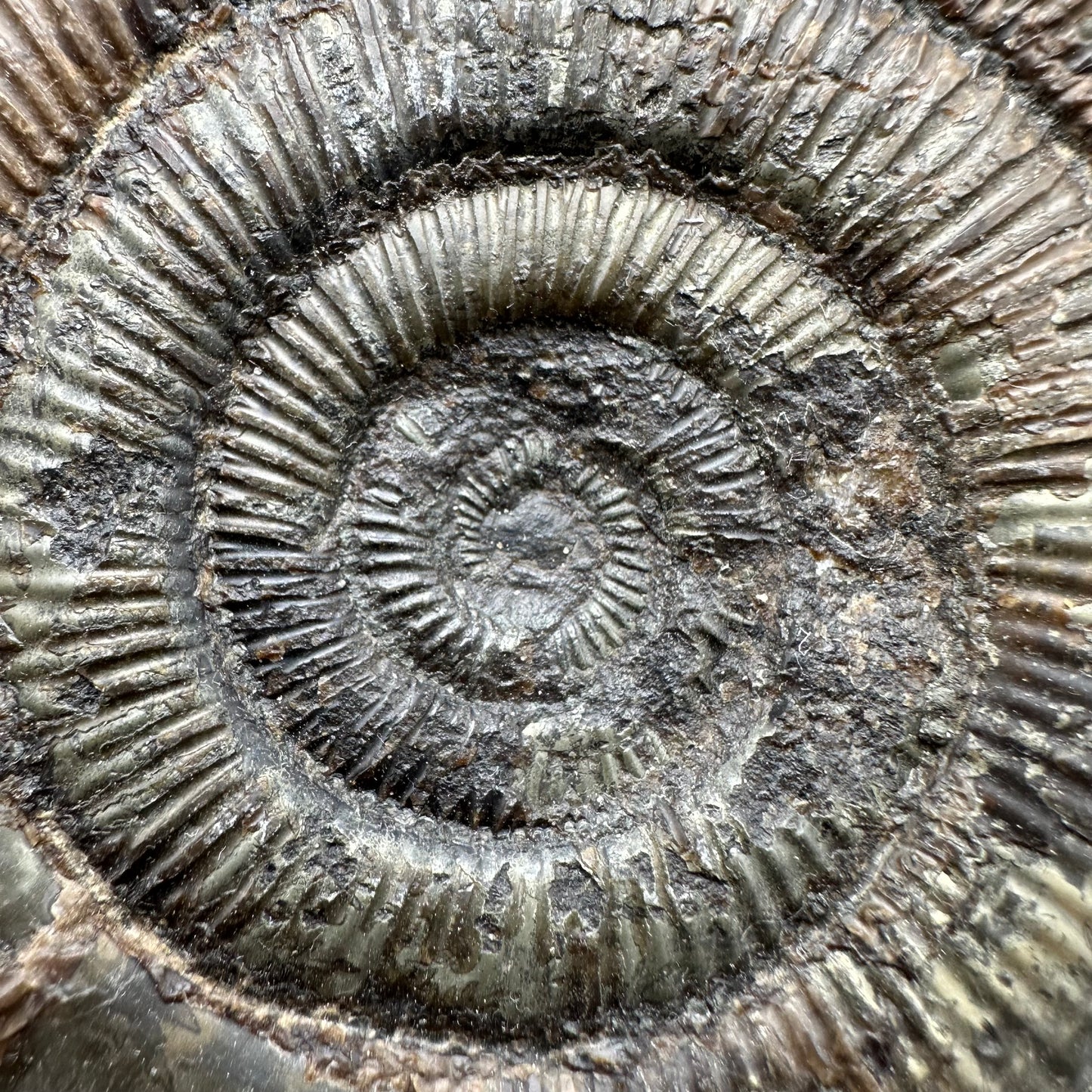Dactylioceras semicelatum Ammonite fossil with stand - Whitby, North Yorkshire Jurassic Coast Yorkshire Fossils