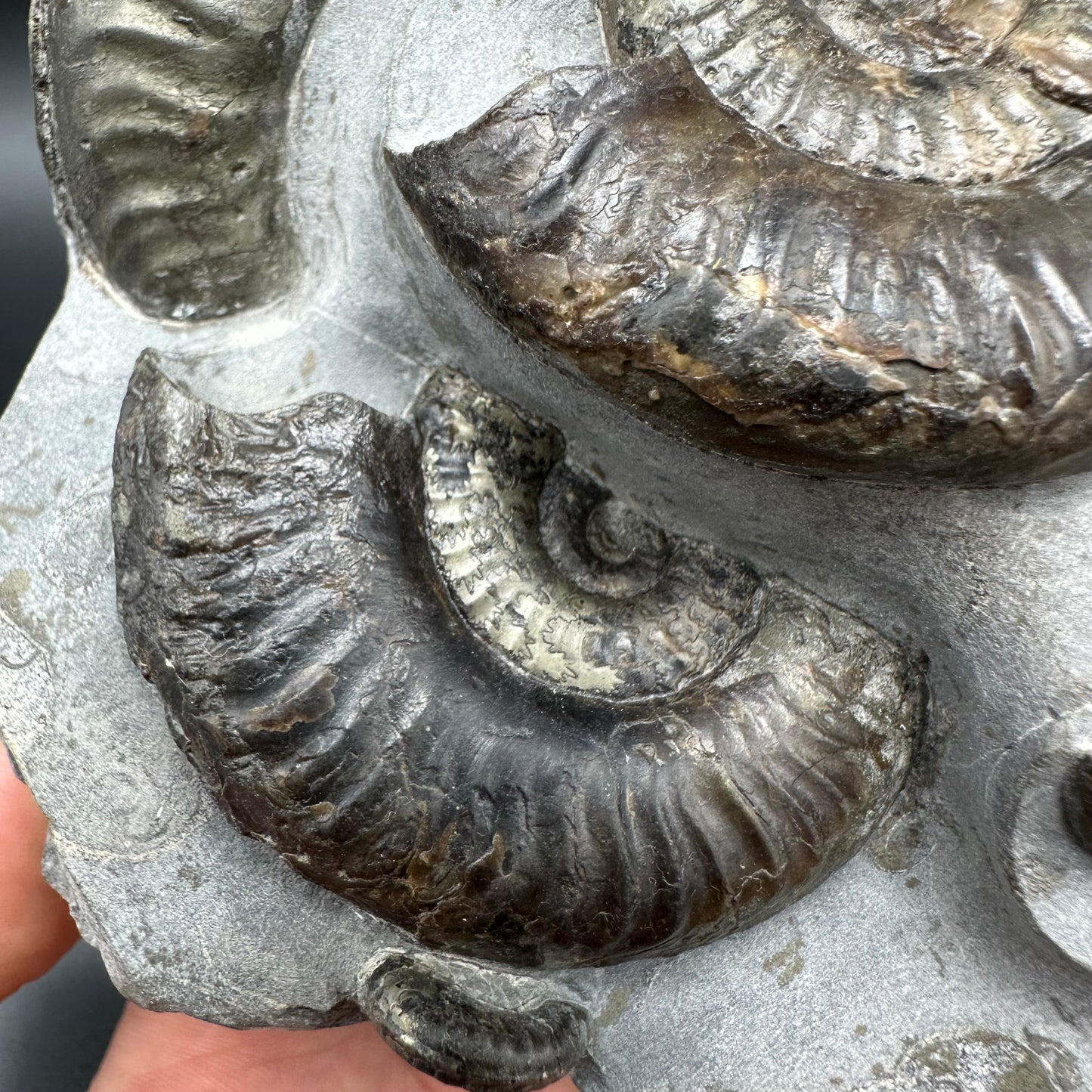 Grammoceras thoaurense Ammonite shell fossil with box and stand - Whitby, North Yorkshire, Yorkshire Fossils from the Jurassic Coast