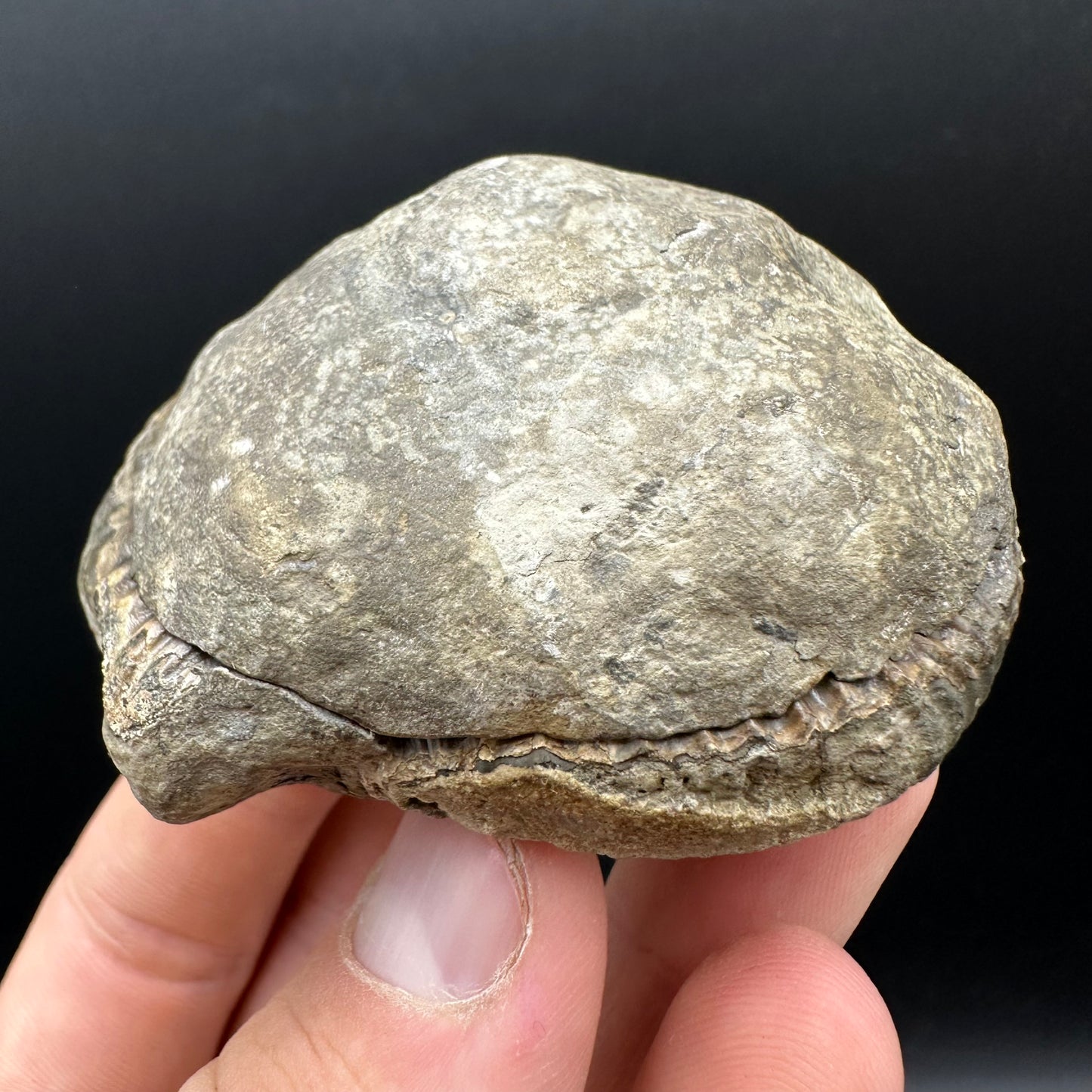 Dactylioceras Ammonite nodule (split pair) Fossil With Box And Stand - Whitby, North Yorkshire Jurassic Coast Yorkshire Fossils