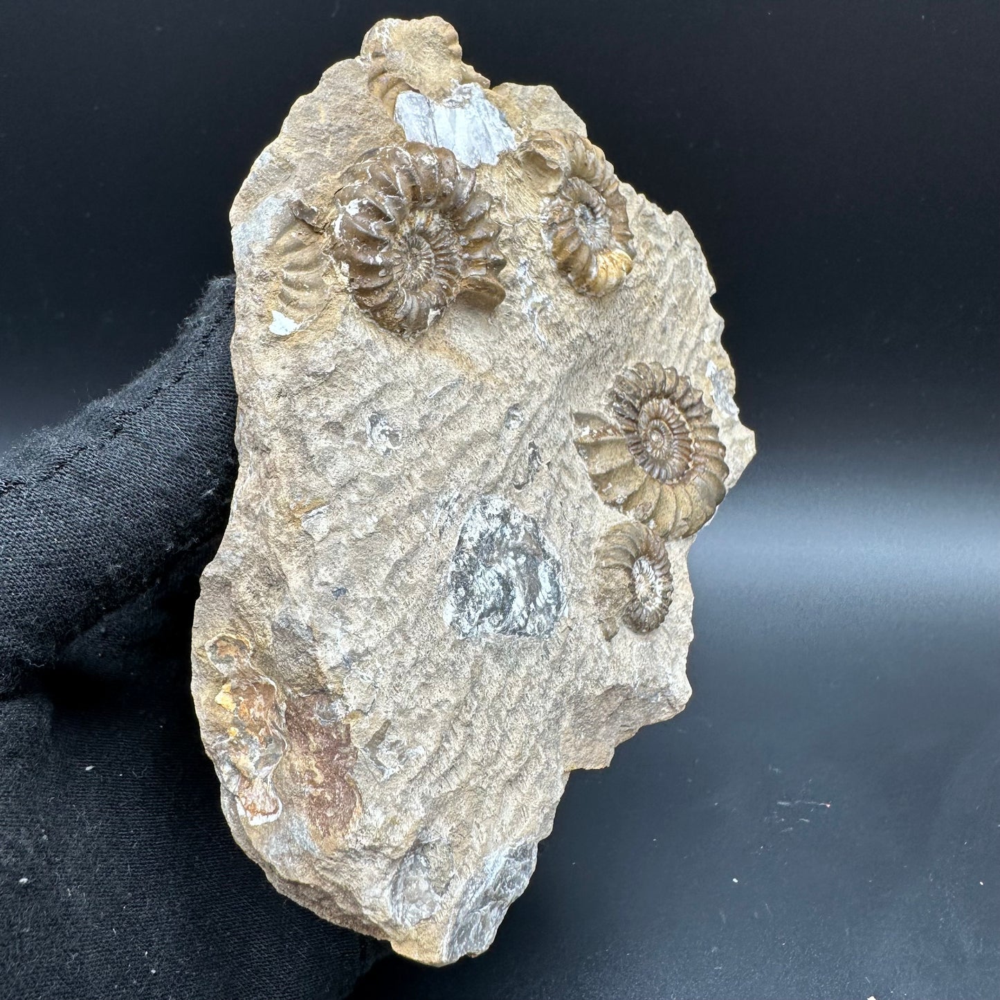 Androgynoceras capricornus Ammonite fossil with stand - Whitby, North Yorkshire Jurassic Coast Yorkshire Fossils