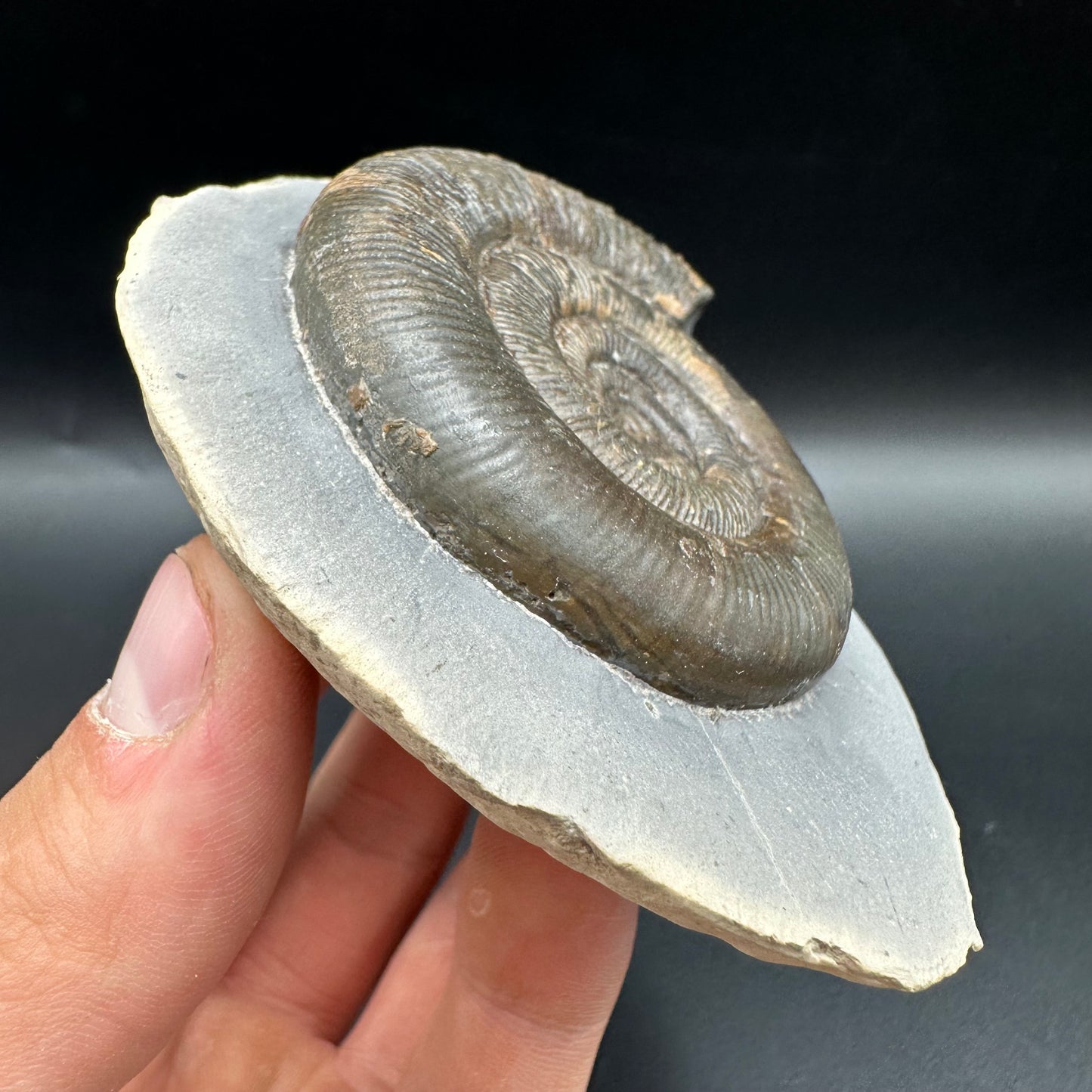 Dactylioceras tenuicostatum Ammonite fossil with box and stand - Whitby, North Yorkshire Jurassic Coast
