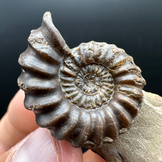 Androgynoceras capricornus Ammonite Fossil With Stand - Whitby, North Yorkshire Jurassic Coast Yorkshire Fossils