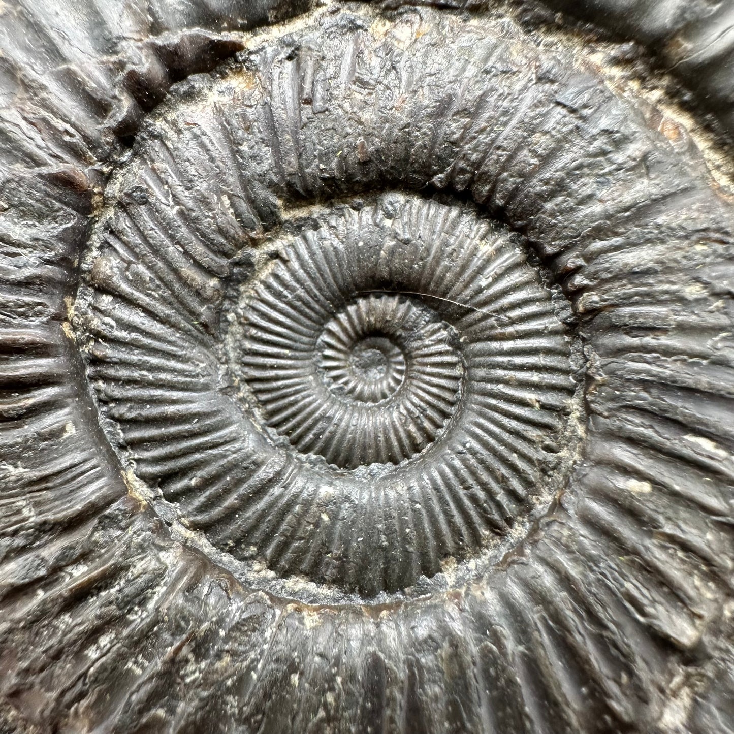 Peronoceras fibulatum Ammonite fossil with box and stand - Whitby, North Yorkshire Jurassic Coast Yorkshire Fossils