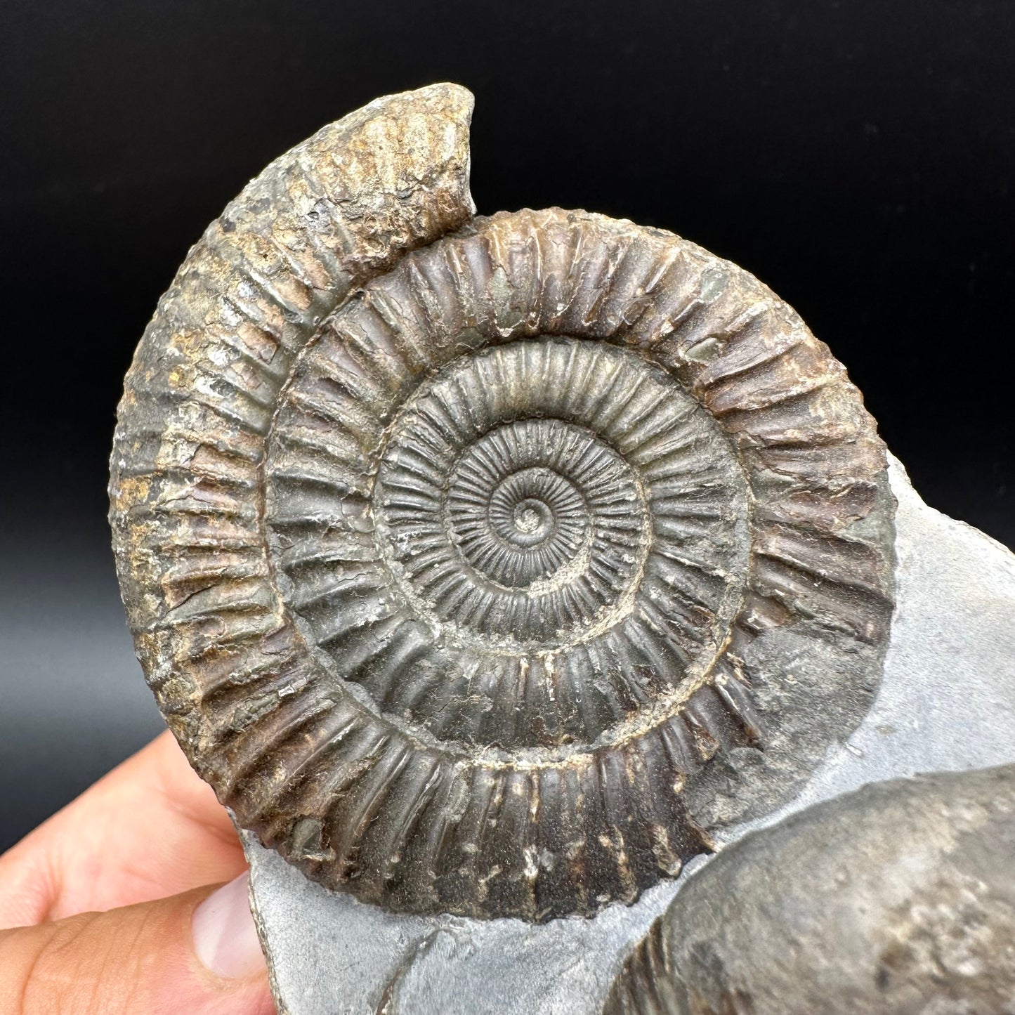 Dactylioceras Ammonite Fossil With Box And Stand - Whitby, North Yorkshire Jurassic Coast Yorkshire Fossils
